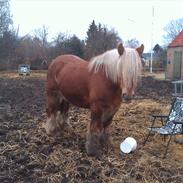 Jyde Solo Nørrevangs Kamilla