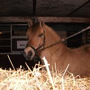 Fjordhest Lukas Damgård