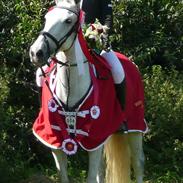 Irsk Sportspony Mosstown Smirnoff