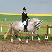 Holstener Aramis (Fluffy)