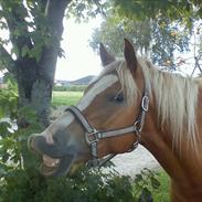 Haflinger Wincent