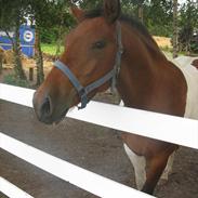 Anden særlig race Armani