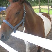 Anden særlig race Armani