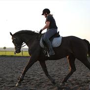 Dansk Varmblod hjørnegårds martinique