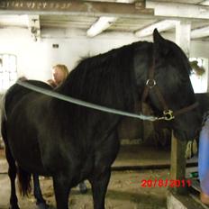 Irish Cob Crossbreed Freja