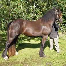 Irish Cob Its Devine 