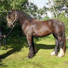 Irish Cob Its Devine 