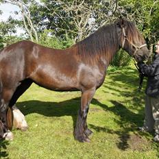 Irish Cob Its Devine 