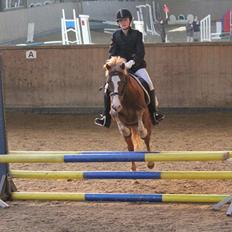 Welsh Pony af Cob-type (sec C) Faxi 