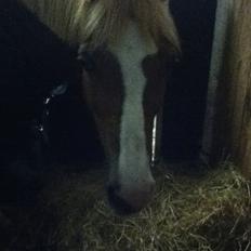 Welsh Pony af Cob-type (sec C) Faxi 