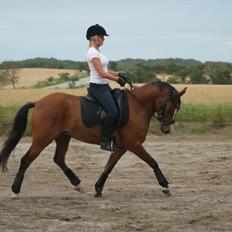 Belgisk Sportspony Jacorde "E" Van Het Juxschot *SOLGT*
