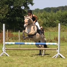 Fjordhest | Romeo's Fakir