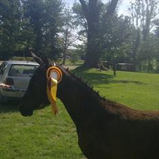 Trakehner Delina II E (Plejeføl)