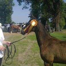 Trakehner Delina II E (Plejeføl)