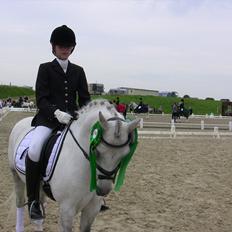 Welsh Pony af Cob-type (sec C) Søgaards Asterix A-Pony SOLD to Malaysia