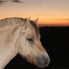Fjordhest SPARTAS KOMET