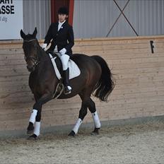 Dansk Varmblod Grønvang´s Wixie Girl (solgt)