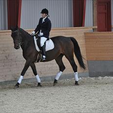 Dansk Varmblod Grønvang´s Wixie Girl (solgt)