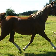 Arabisk fuldblod (OX) IBN Silvernek ( Mr.) solgt