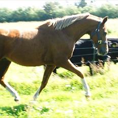 Arabisk fuldblod (OX) IBN Silvernek ( Mr.) solgt