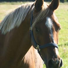 Arabisk fuldblod (OX) IBN Silvernek ( Mr.) solgt