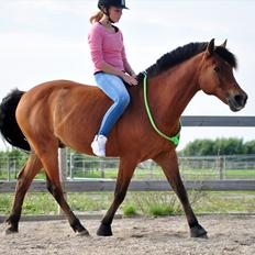 Anden særlig race Flying Star<3