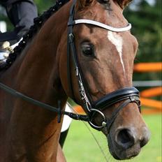 Dansk Varmblod Lucky Girl K (Gisle) STJERNE HEST