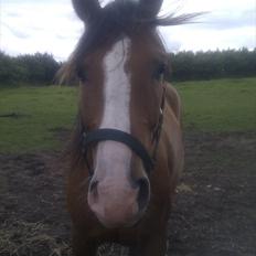 Anden særlig race Arkido