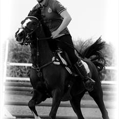 Irsk Sportspony MB Lady Star - RIP 