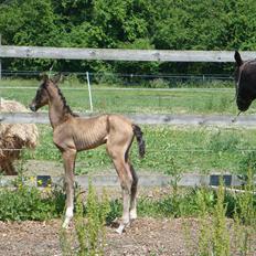 Akhal-Tekiner Gizilgul