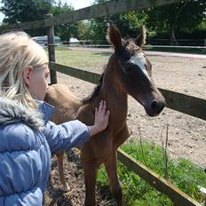 Akhal-Tekiner Gizilgul