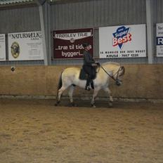 Fjordhest Lukas Damgård