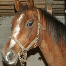 Arabisk fuldblod (OX) Amorella (rella)