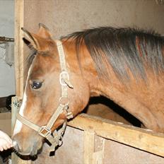 Arabisk fuldblod (OX) Amorella (rella)