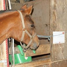 Arabisk fuldblod (OX) Amorella (rella)