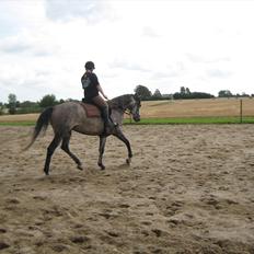 Shagya Araber (SH) Butterhill`s Khadarz