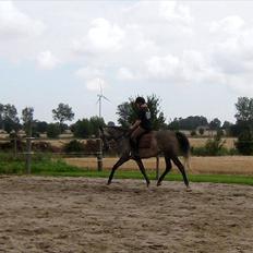 Shagya Araber (SH) Butterhill`s Khadarz