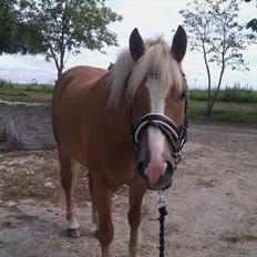 Haflinger Wincent