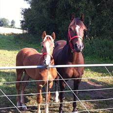 New Forest Søndermarkens Rolf