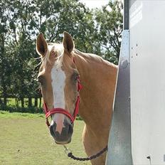 Welsh Cob (sec D) Paddy`s Voice