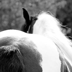 Irish Cob Bam Bam