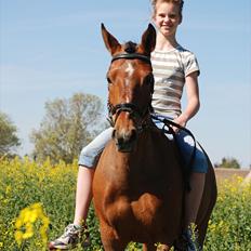 DSP Stidsbjergs Chasmin <3 Solgt.