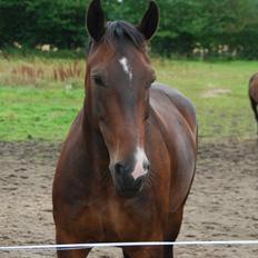 Oldenborg Gunnihus Nino