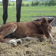Holstener A.B. Chico