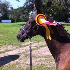 Trakehner Delina II E (Plejeføl)