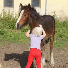 Irish Cob Hauge´s Aurora *solgt*