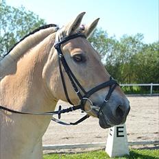 Fjordhest KøgeSportsrideklub's Pegasus