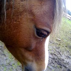 Welsh Mountain (sec A) Baloo