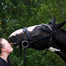 Anden særlig race Ragnarock Elmely