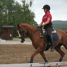 Welsh Pony (sec B)  Molenhorn´S Amaretto B-PONY [Tidl. hest]